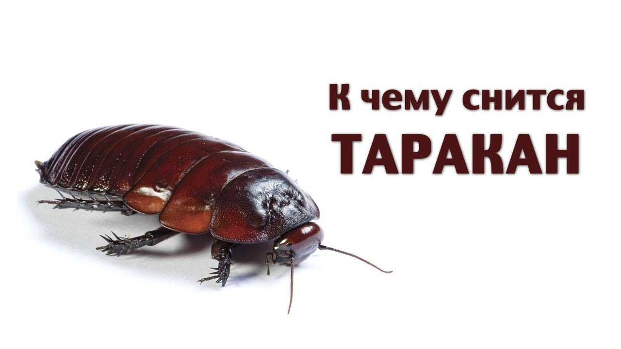 К чему можно увидеть тараканов во сне?