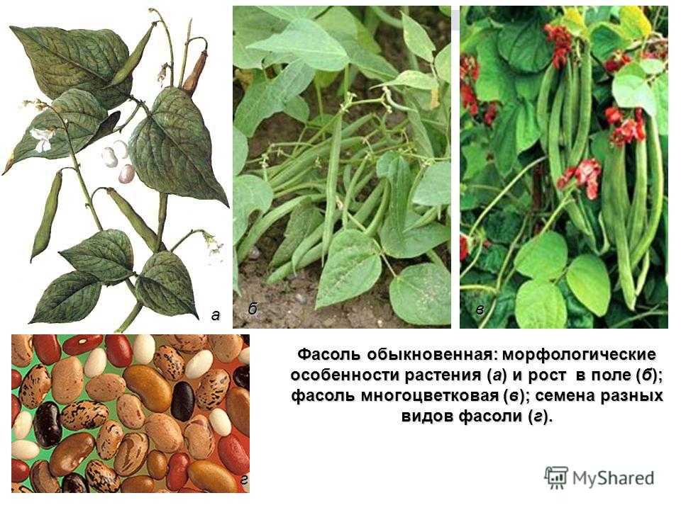 Фасоль толкование сонника