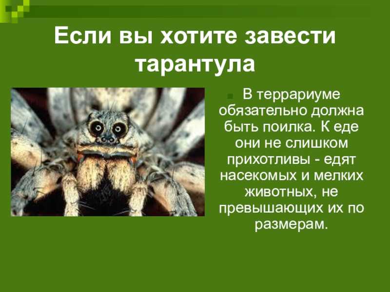 Адаптация паукообразных. Южнорусский Тарантул паукообразные. Доклад про паука тарантула 2 класс. Тарантул описание для детей 1 класса. Тарантул презентация.