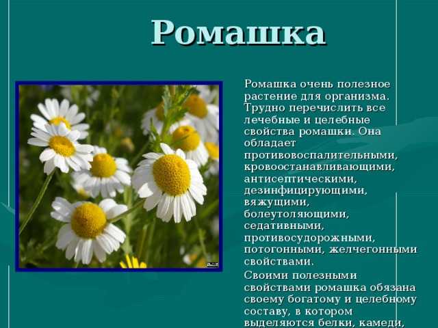 Расскажи по схеме о главном герое сказки ромашка как выглядела свойства характера где росла