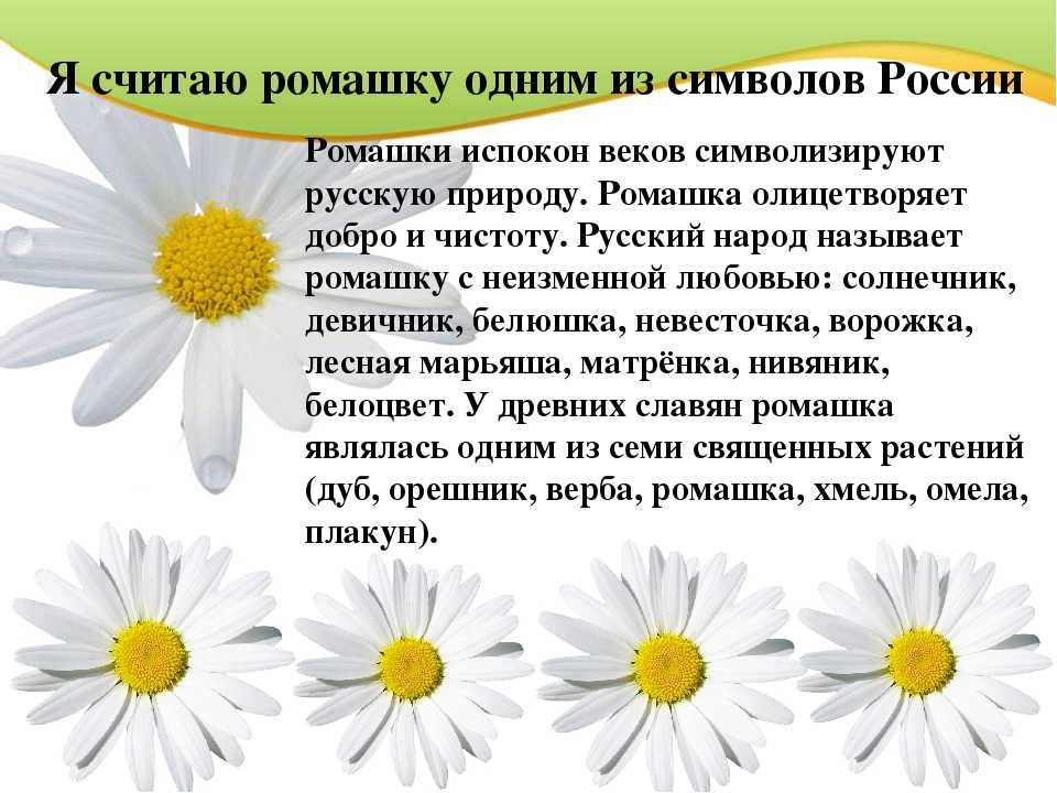 Почему снятся ромашки: что означает видеть ромашковый букет, сажать или срывать цветы, дарить или плести венок