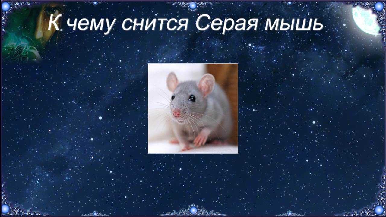 Сон мыши крысы к чему снятся женщине