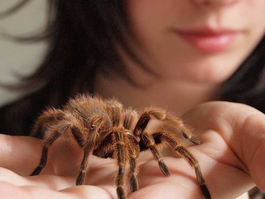 Видеть большого паука. Каин Паркер Тарантул. Много тарантулов. Тарантула девочка домашняя. Пауки тарантулы сон.