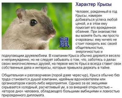 Гороскоп на апрель крыса