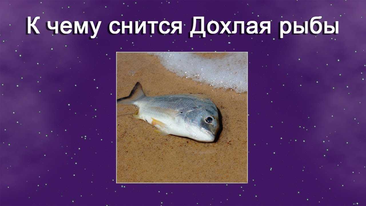 К чему снится рыба тухлая: значение сна, самое полное толкование сновидений по соннику - tolksnov.ru