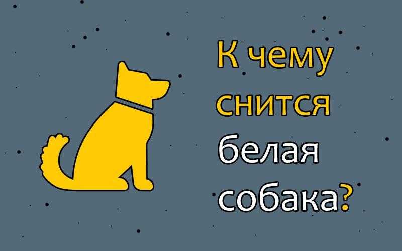 Собака в наших снах – толкование сновидений с собакой :: инфониак