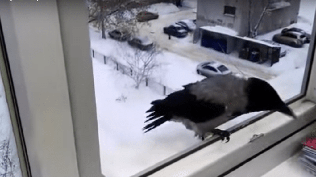 К чему ворона прилетела к окну – значение примет