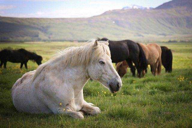 К чему снится белая лошадь — 42 значения сна