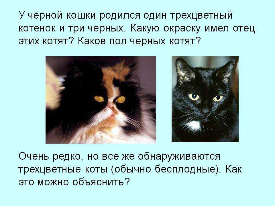 Какие котята рождаются у черной кошки. Трехцветный котенок приметы. Поверья о кошках. Кошачьи приметы. Трехцветная кошка приметы.