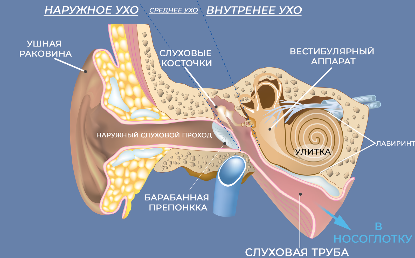 Ушная раковина какой отдел. Барабанная перепонка строение уха. Строение наружного уха барабанная перепонка. Анатомия уха барабанная перепонка. Строение наружного слухового прохода.
