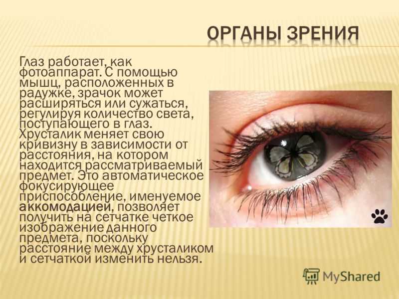 Регулирует количество света проходящего в глаз. Доклад про глаза. Глаза орган зрения. Сообщение на тему орган зрения. Доклад про зрение.