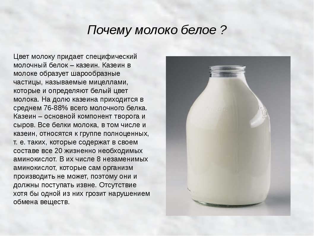 Молоко воняет. Молоко домашнее. Почему молоко белое. Настоящее коровье молоко. Молоко от коровы.