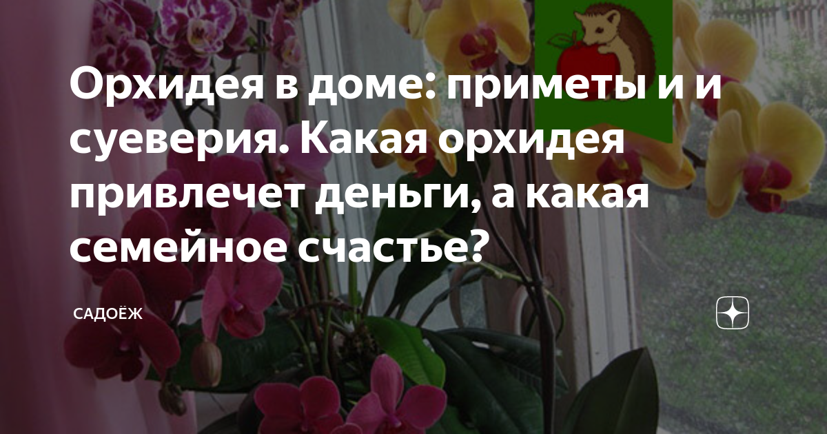 Орхидея: уход в домашних условиях, полив орхидей, пересадка орхидей, размножение и болезни