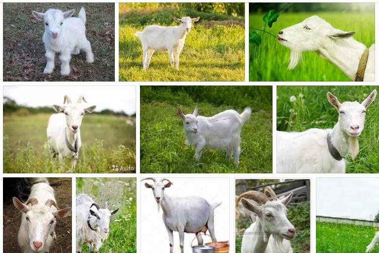 Какие бывают козы: разновидности и описание. самые лучшие породы коз с характеристиками и фото