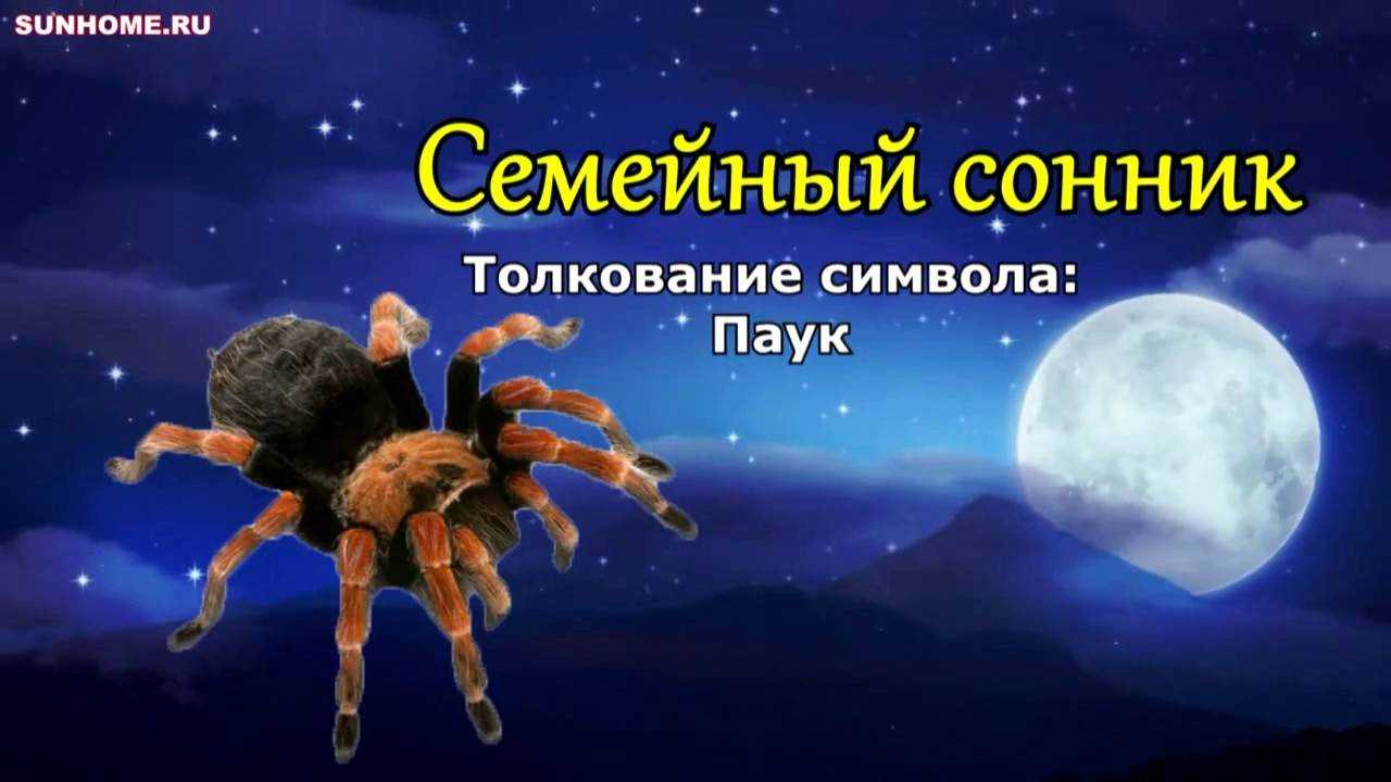К чему снятся пауки во сне. Сонник-толкование паук. Сонник приснился паук. К чему снится большой паук девушке.