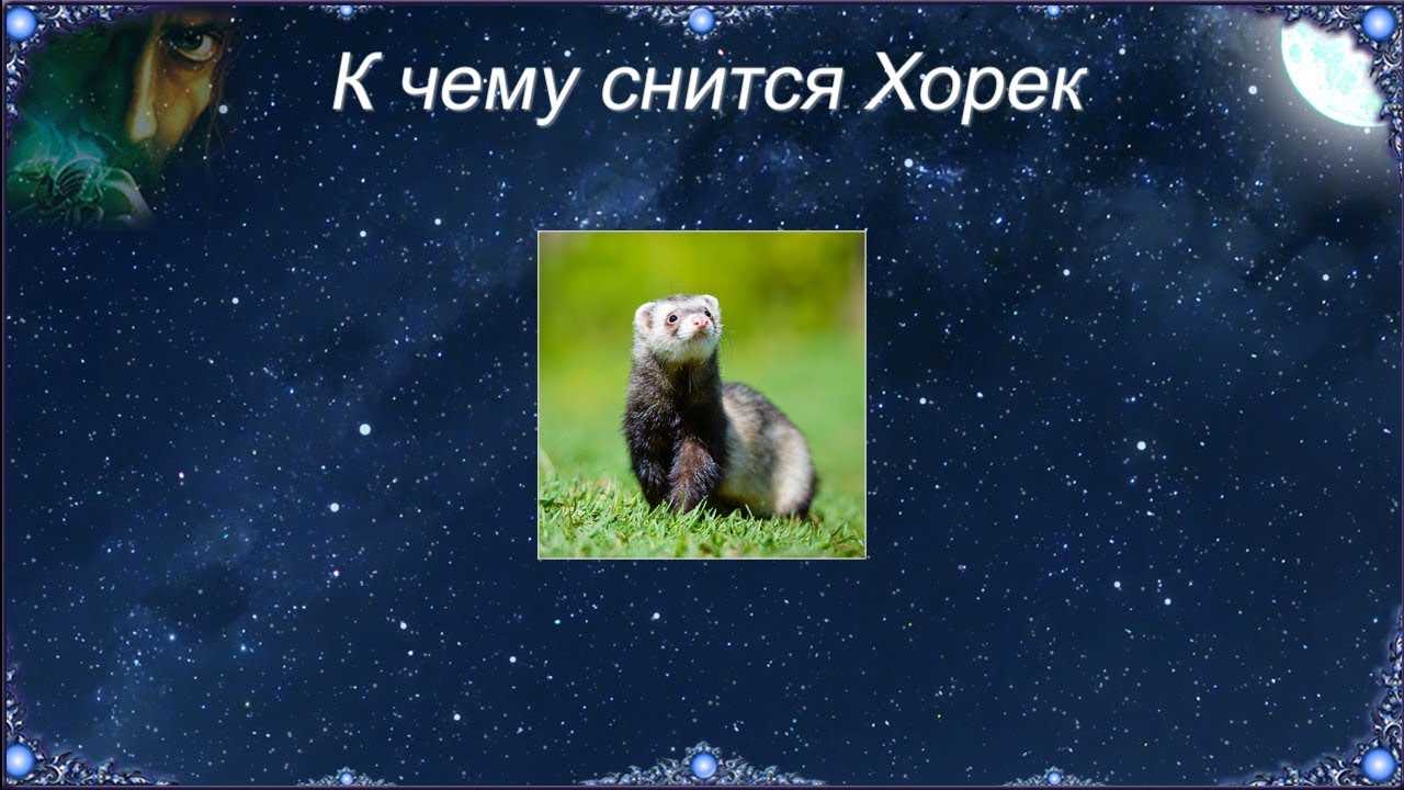 Вам приснился хорек О чем говорит сновидение, в котором он был на поводке Что означает, если вы убили его Что предвещает, если он был белого цвета Толкование различных сонников