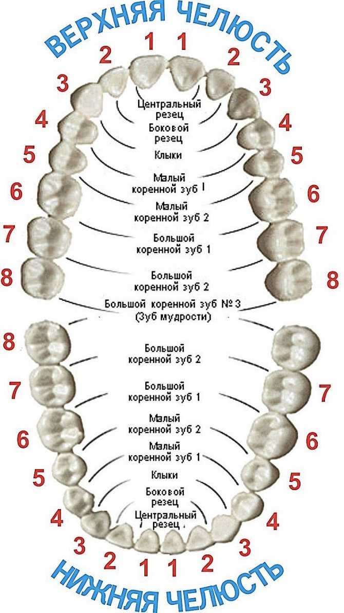 Какой зуб к какому органу относится карта