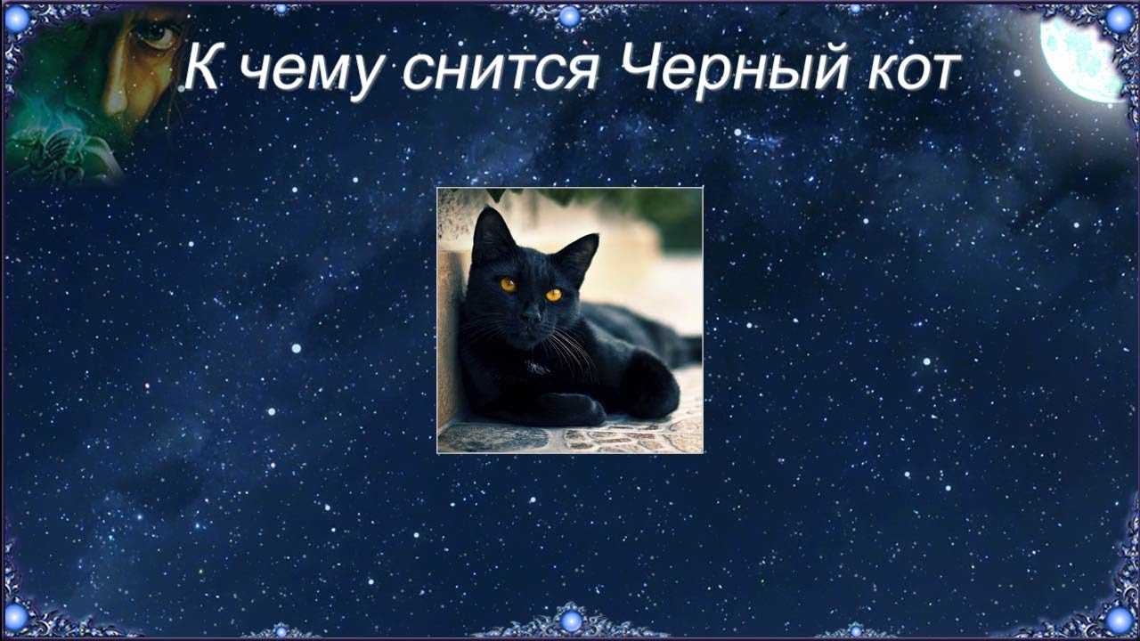 К чему снится черный кот? толкование по 49 сонникам