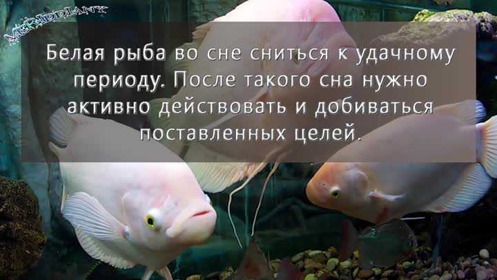 5 сонников, которые объяснят, к чему снится рыба