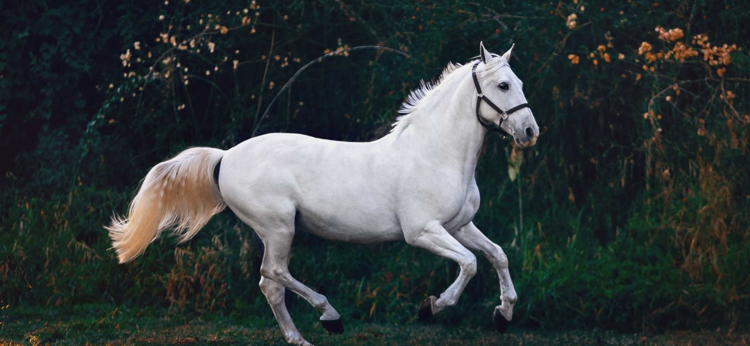 Сонник: ехать на лошади верхом, белая лошадь. толкование снов