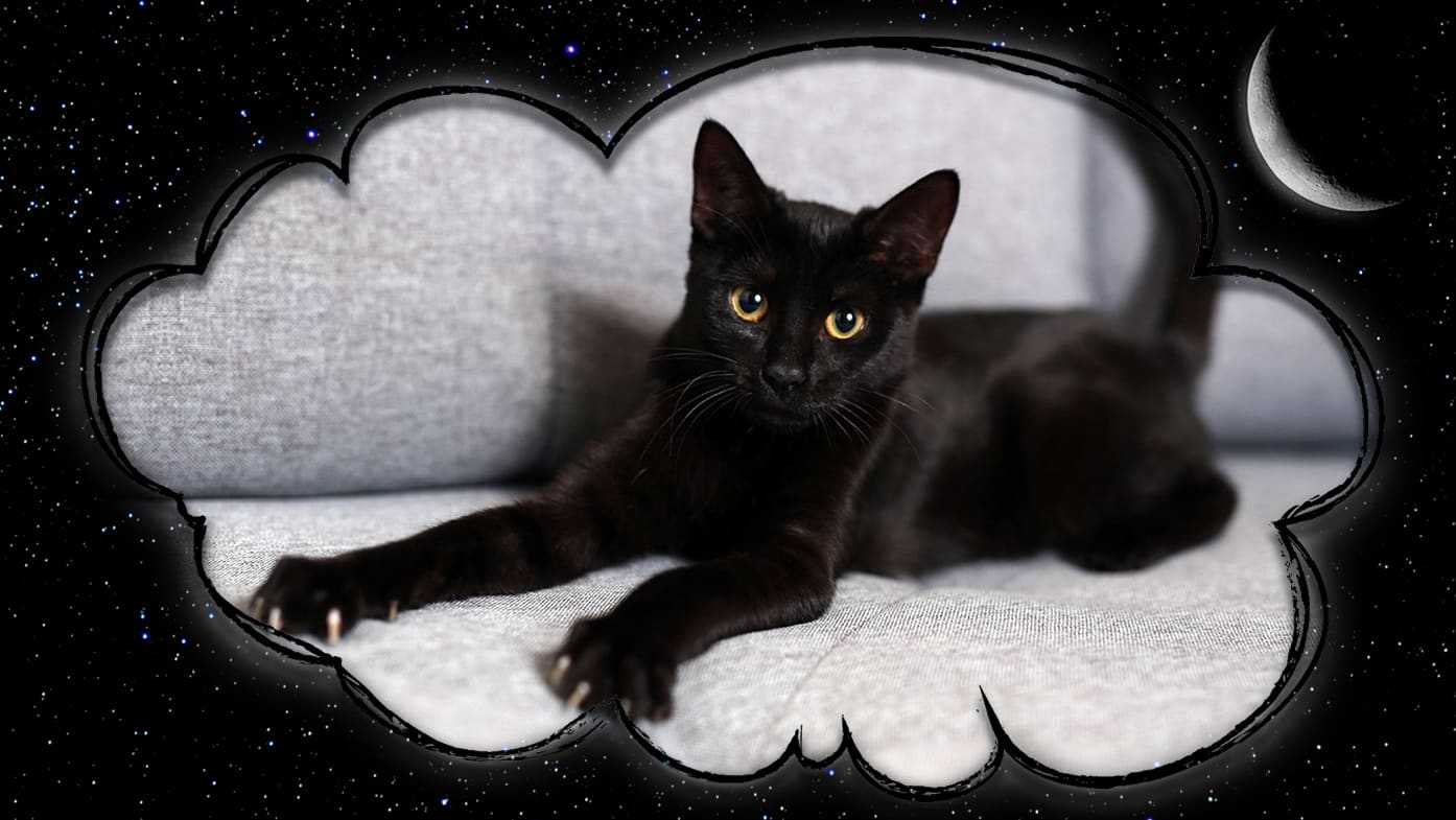 Сонник о чёрных кошках: описание различных снов, современные и альтернативные толкования сновидений о котах
