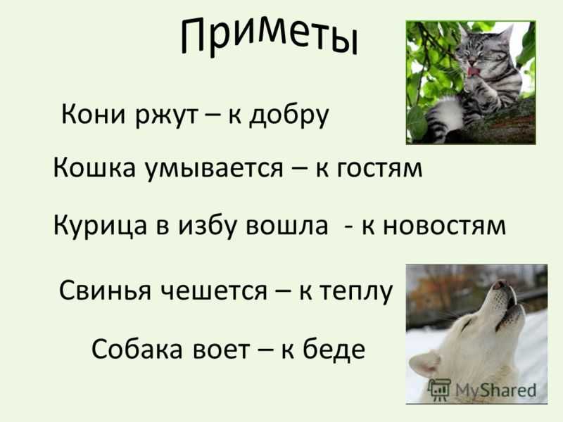 К чему воет собака