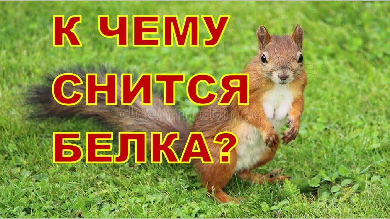 К чему снится белка – сонник энигма