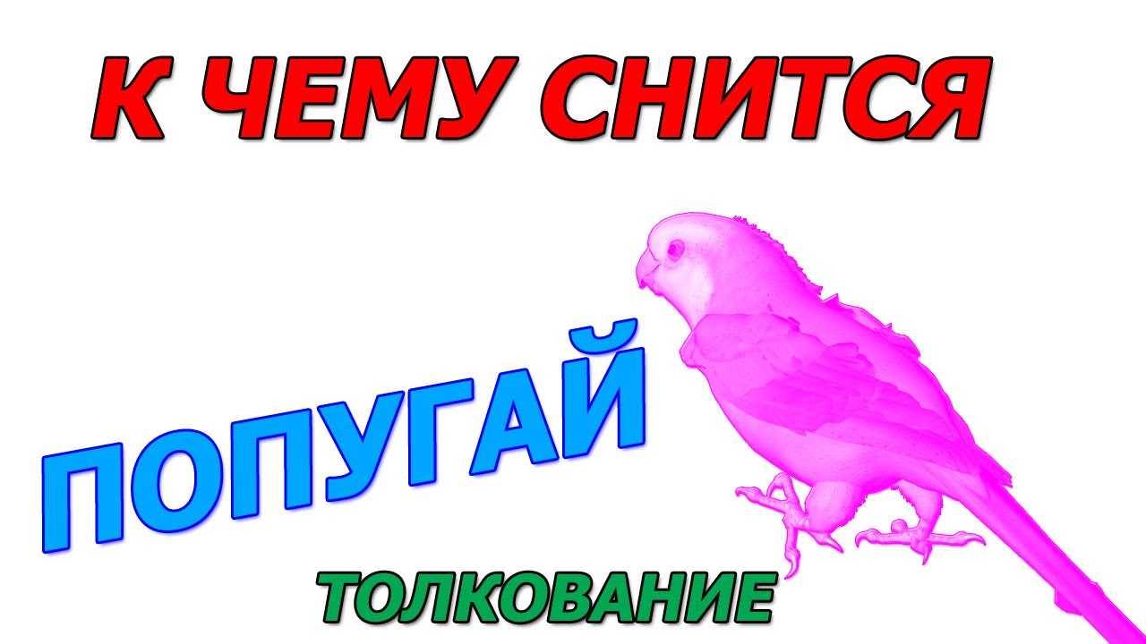 К чему снится попугай: волнистый, цветной, белый, зеленый, говорящий, много, ара, в клетке, доме, руках, ловить, поймать, кормить