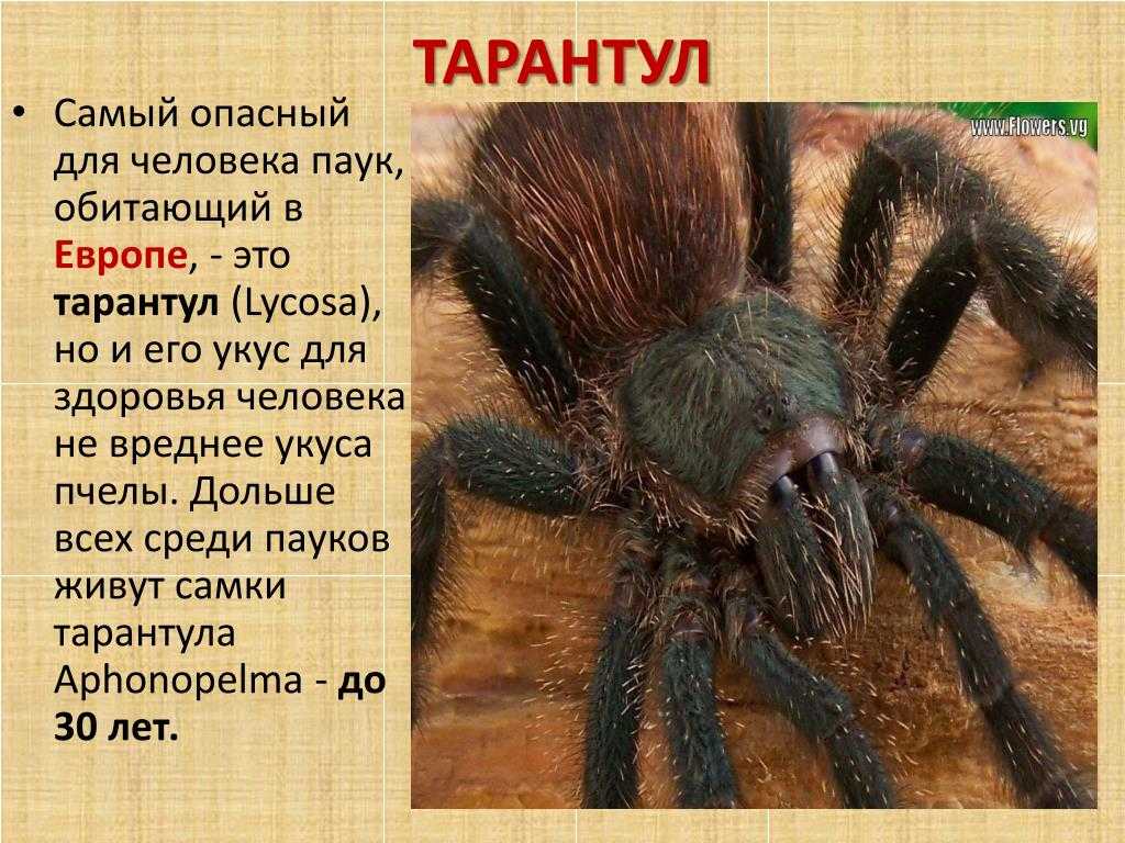 Сонник тарантул во сне к чему снится тарантул