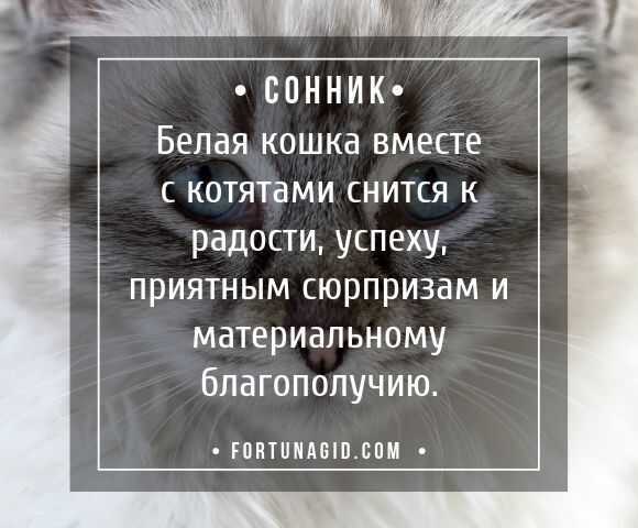 К чему снятся кошки - автор екатерина данилова - журнал женское мнение