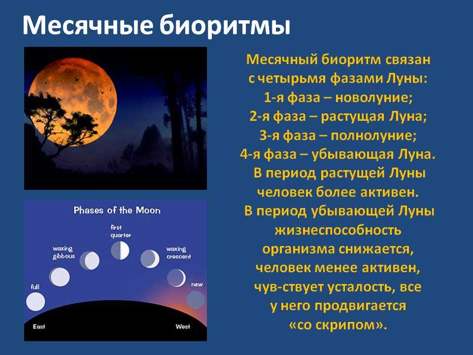 Луна месяц предложение. Месячные биоритмы. Биологические ритмы лунные. Влияние Луны на солнце. Влияние фаз Луны.