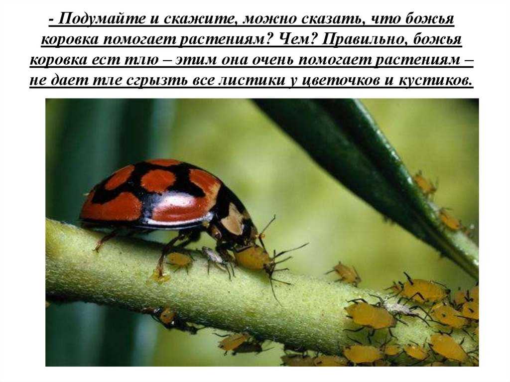 Божья коровка: популярные приметы и их толкования — суеверия