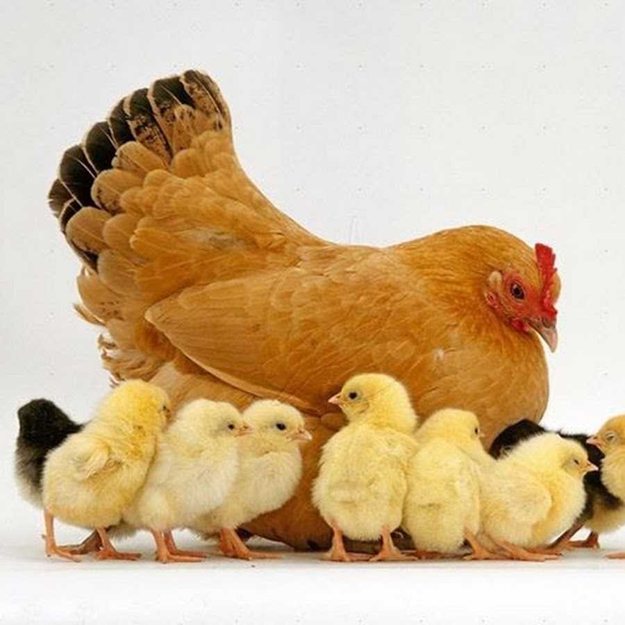 Сонник курица с цыплятами во сне к чему снится курица с цыплятами