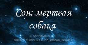 Сонник снится белая собака. К чему снится большой пес. Снится большая. К чему во сне снится белая собака большая. Сонник-толкование снов для женщин к чему снится большая собака.