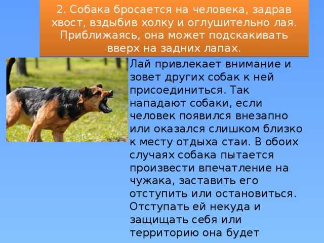 К чему воет собака: толкование приметы и объяснение кинологов