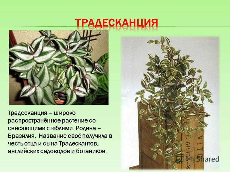 Традесканция: уход в домашних условиях, фото и полезные свойства