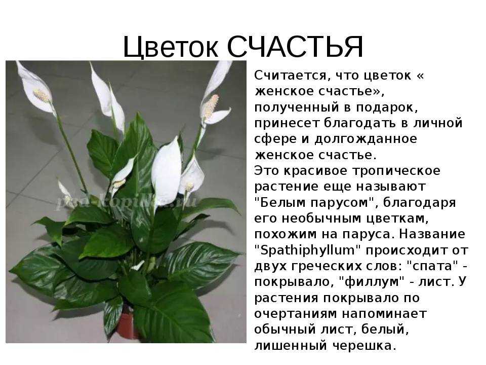 Как расположить орхидеи по фен-шуй?