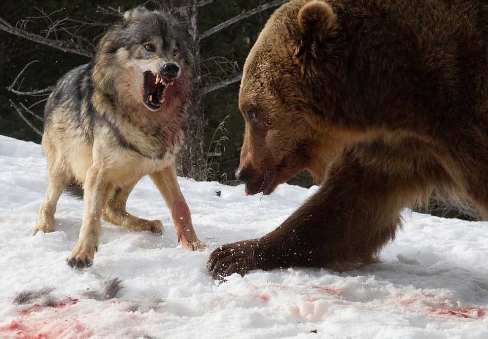 К чему снится стая собак 🐺 — подробные толкования по 42 ❗ популярным сонникам: что означает для мужчины или женщины видеть, убивать либо кормить во сне собачью свору