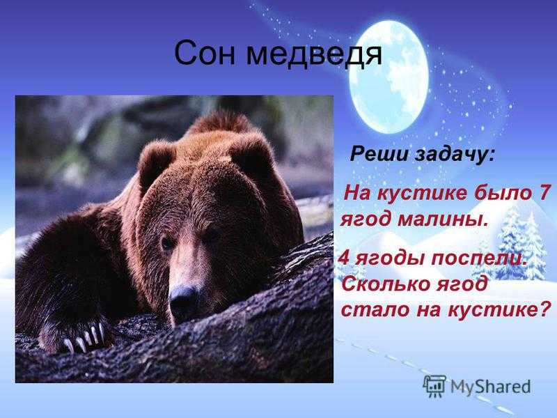 Во сне видел медведя к чему снится