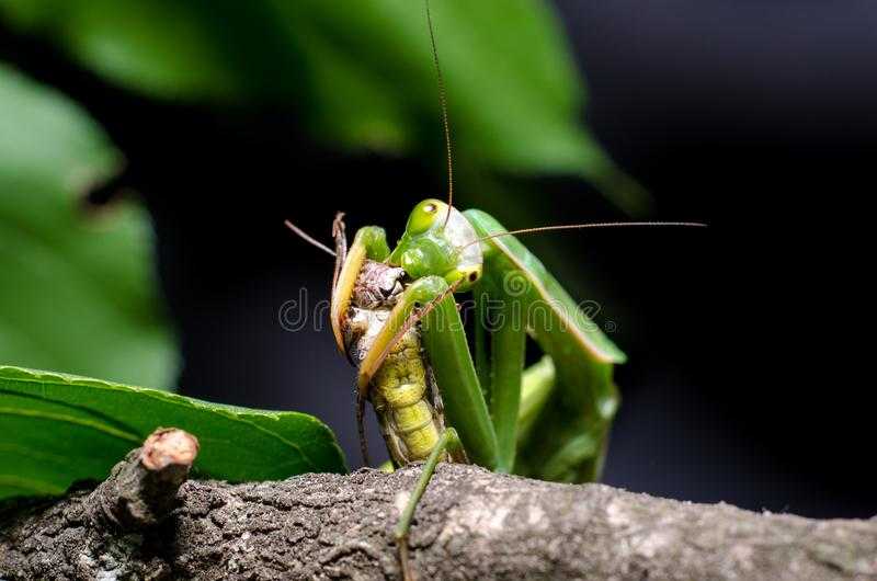 Богомол во сне. Mantis religiosa l.. Eat a Grasshopper.