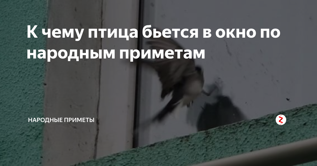 Приметы, связанные с голубями