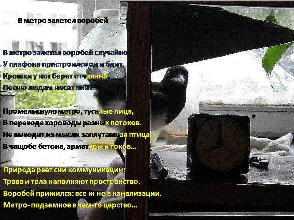 Голубь залетел в окно в квартиру. Примета о птице влетевшей в дом. Птица залетела в окно. Птица залетела в квартиру. Птица залетела в окно примета.