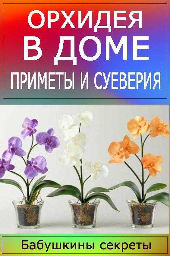 Как сделать композицию из орхидей