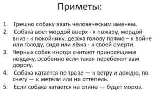 К чему воет собака во дворе? народные приметы и поверья