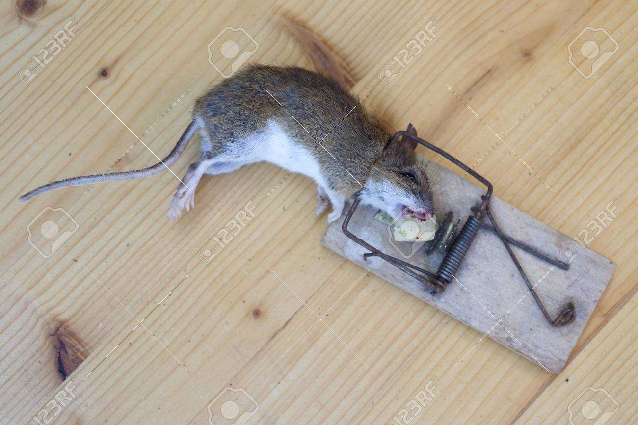 Мышь падает