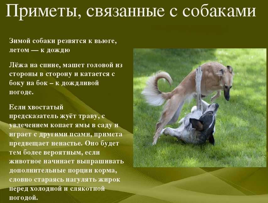 Проект наблюдение за домашними животными