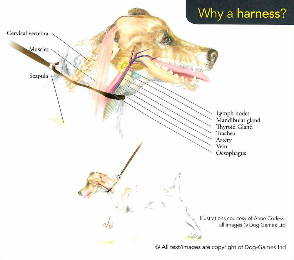 Удаление голосовых связок у собаки