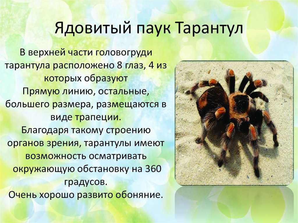 К чему снится паук?
