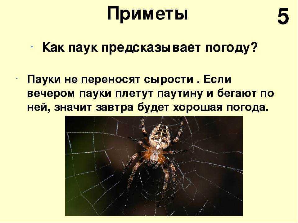 Паук видит человека. Паук примета. Пауки в доме приметы. Приметы про пауков. Приметы если паук.