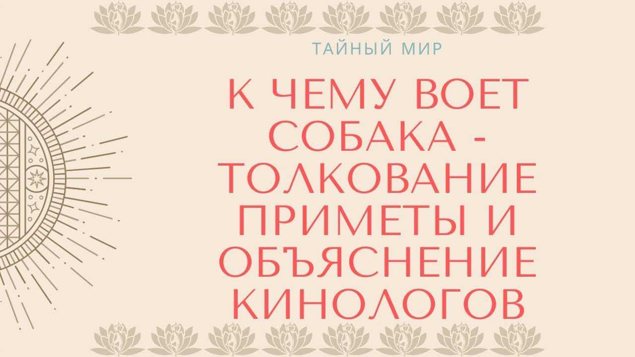 Собака воет. Почему собака воет по ночам. Собака воет примета. Собака воет дома. К чему воет собака на улице приметы.